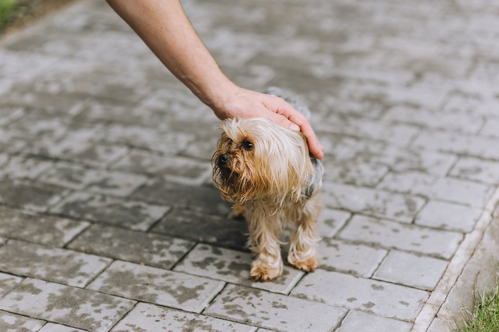 Cosa fare se si assiste all’abbandono dell’animale domestico