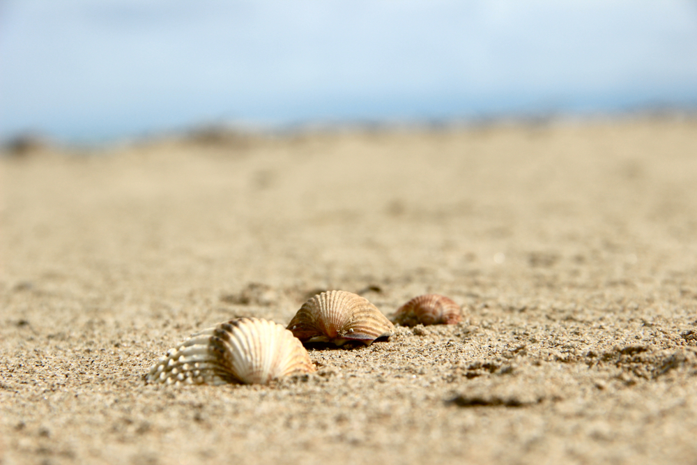 10 belle frasi sulle conchiglie