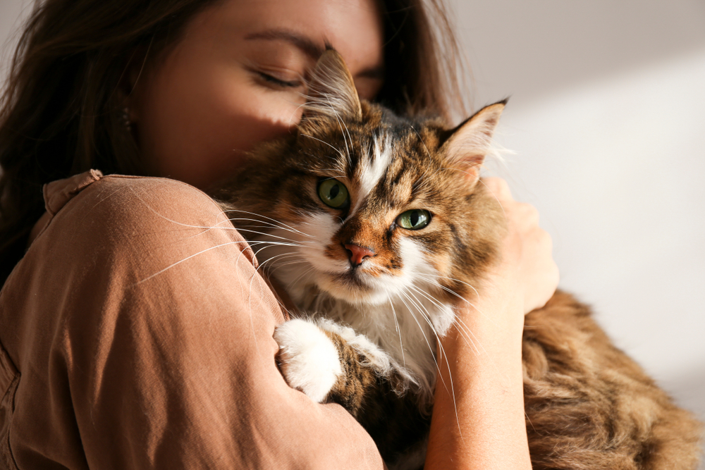 Poesie sui gatti: le più belle