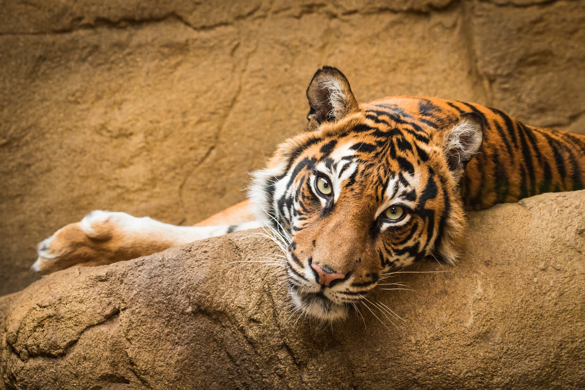 Qual è la differenza tra bioparco e zoo?