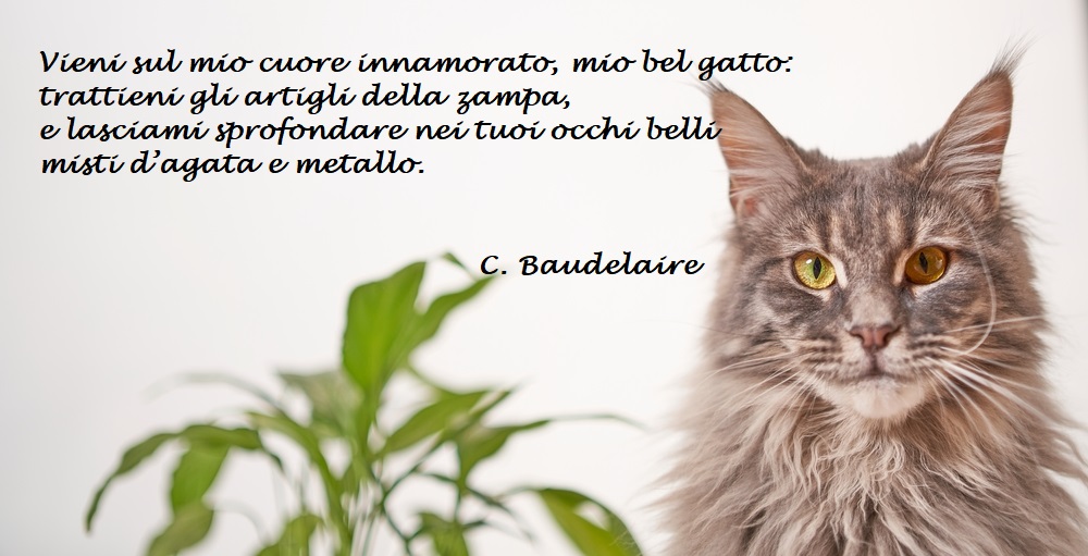 giornata-mondiale-gatto-immagini-frasi-1.jpg