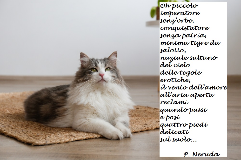 giornata-mondiale-gatto-immagini-frasi-2.jpg