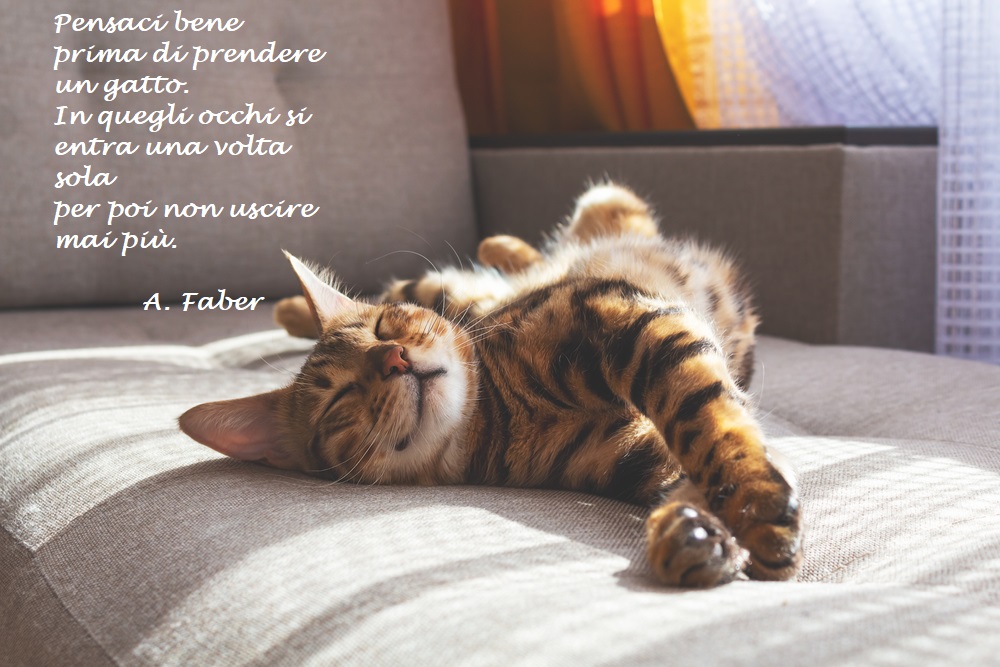giornata-mondiale-gatto-immagini-frasi-3_0.jpg