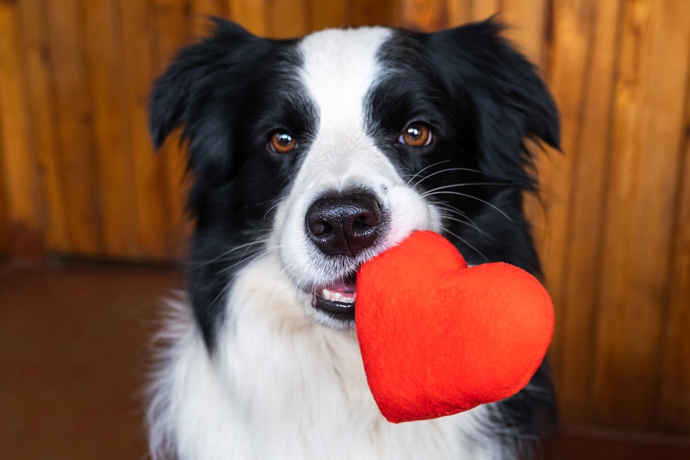 Poesie sui cani: le più belle