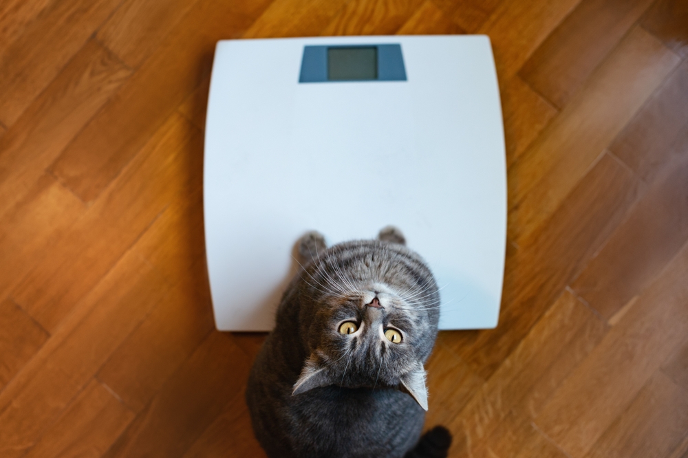 Obesità nel gatto: come si cura?
