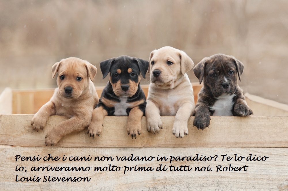 giornata-mondiale-cane-immagini-frasi-4.jpg