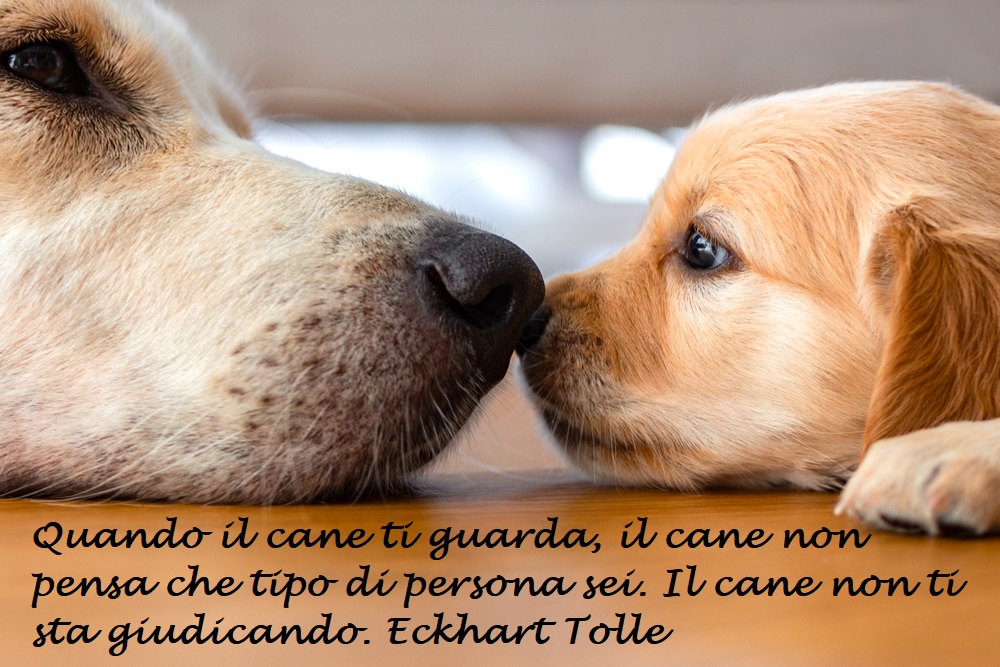 giornata-mondiale-cane-immagini-frasi-5.jpg