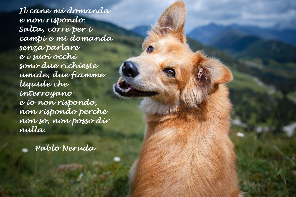 giornata-mondiale-cane-immagini-frasi-6.jpg