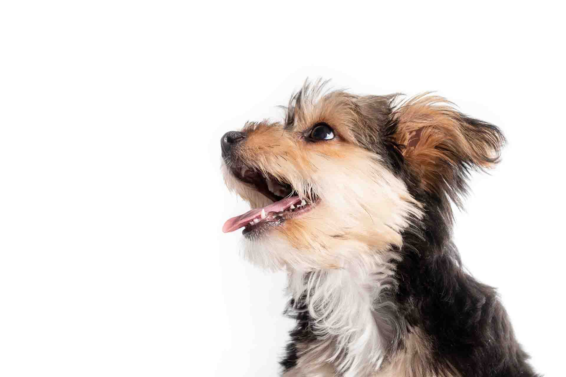Perché la bocca del cane rimane aperta?