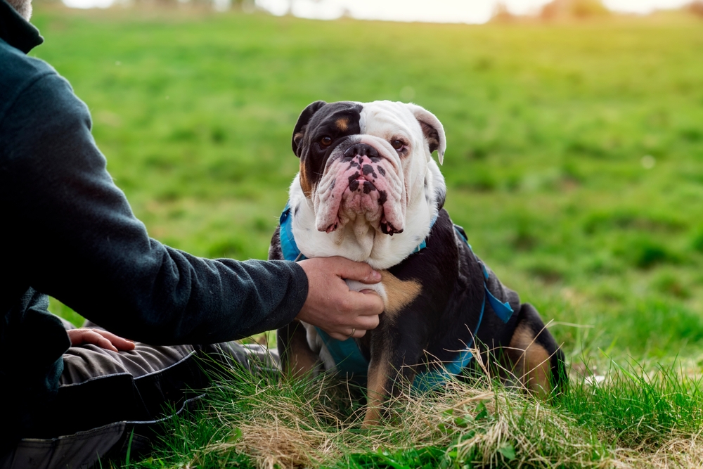 Pensione per cani: i consigli per scegliere quella giusta