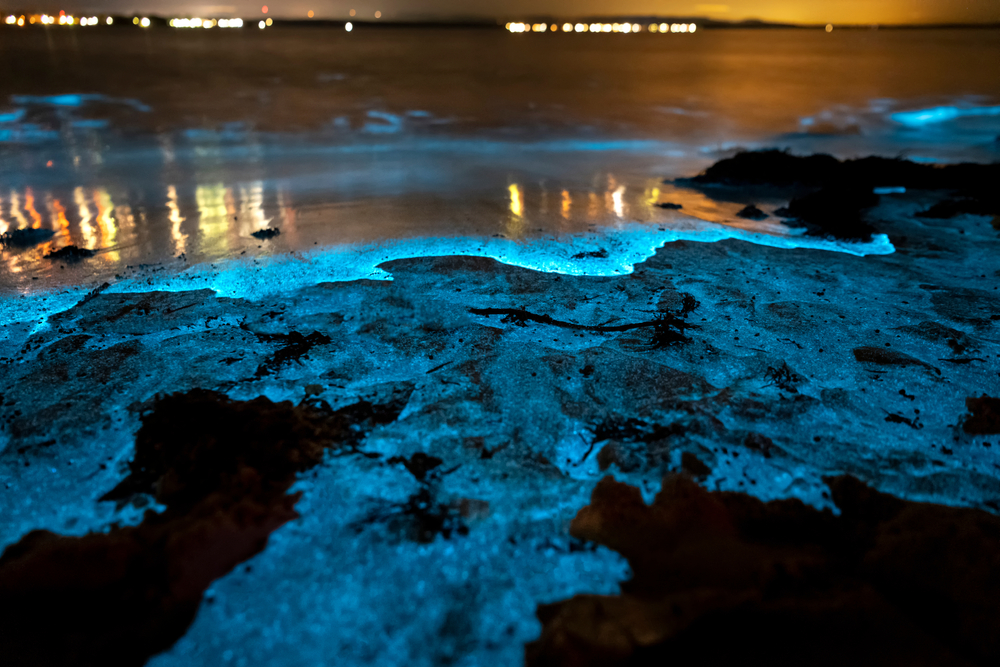 Le spiagge bioluminescenti più belle del mondo
