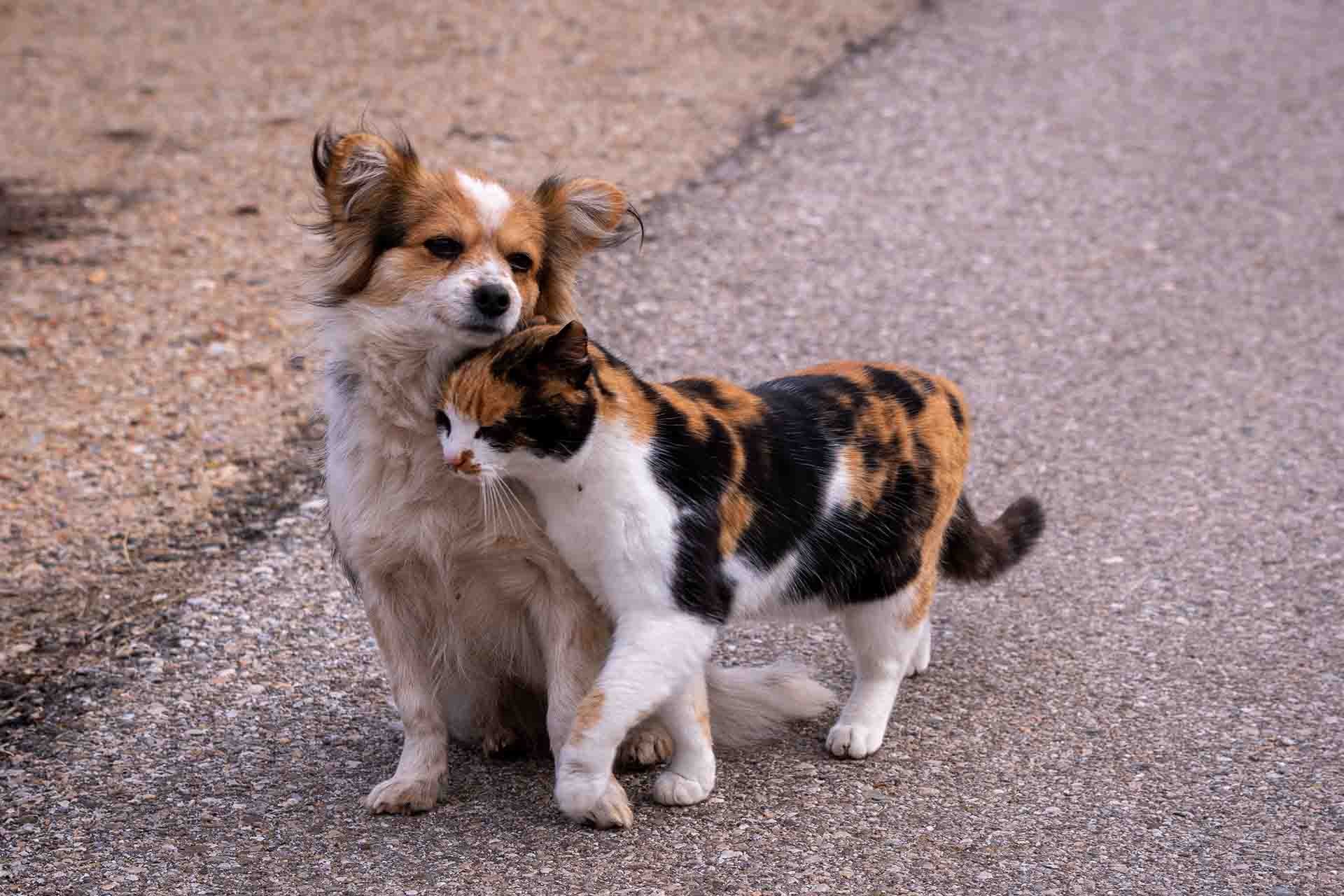 Come aiutare cani e gatti randagi