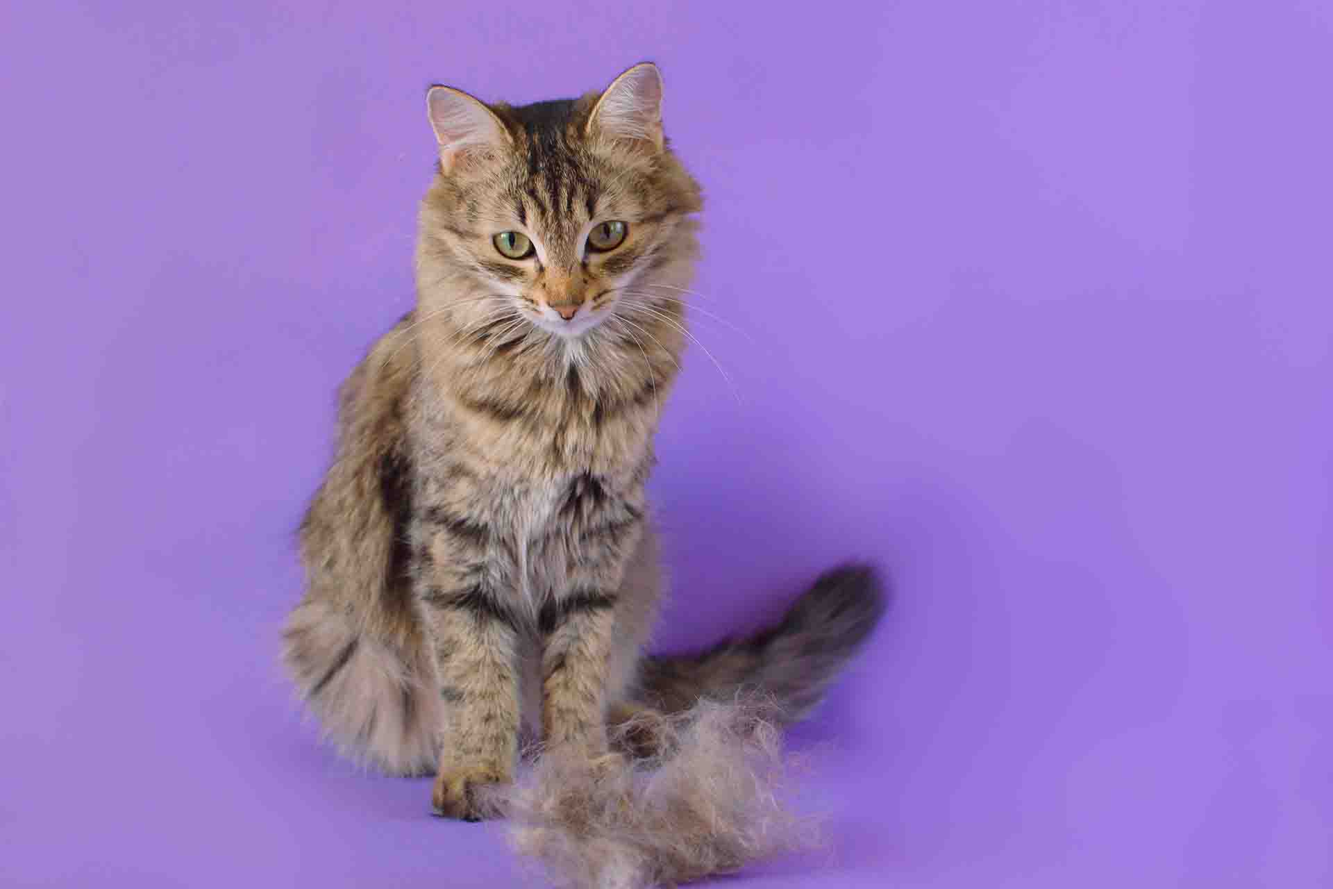 Perché il gatto perde il pelo a chiazze?