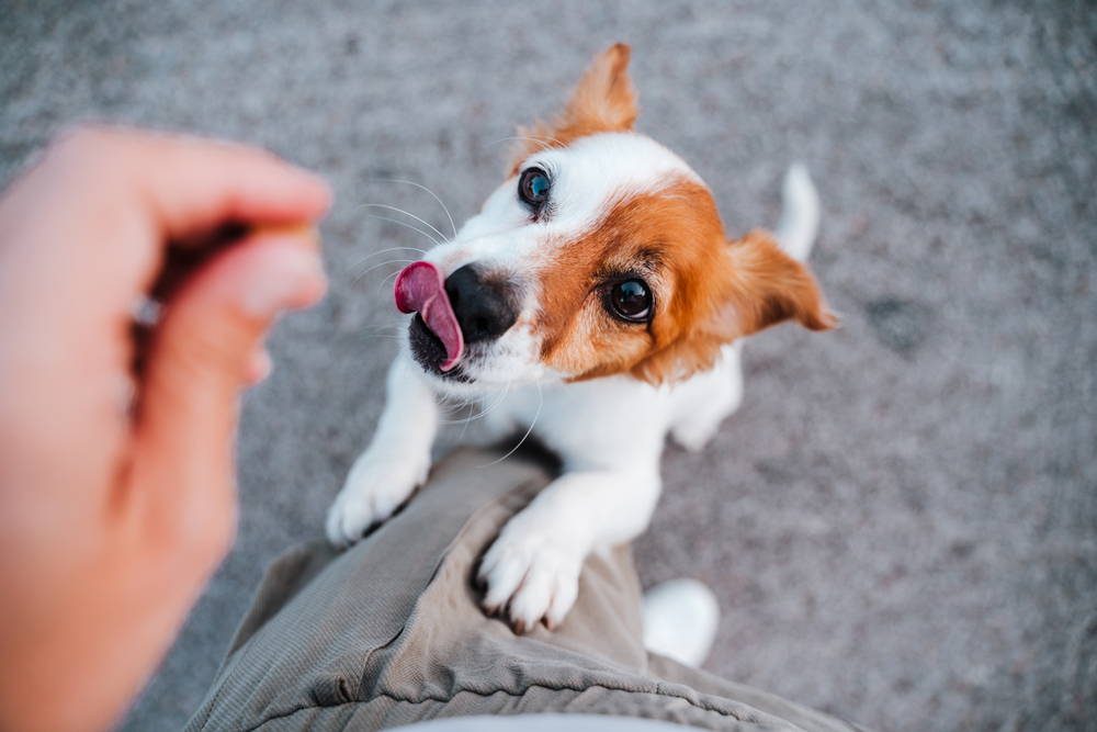 4 cose che i proprietari di cuccioli non dovrebbero mai fare