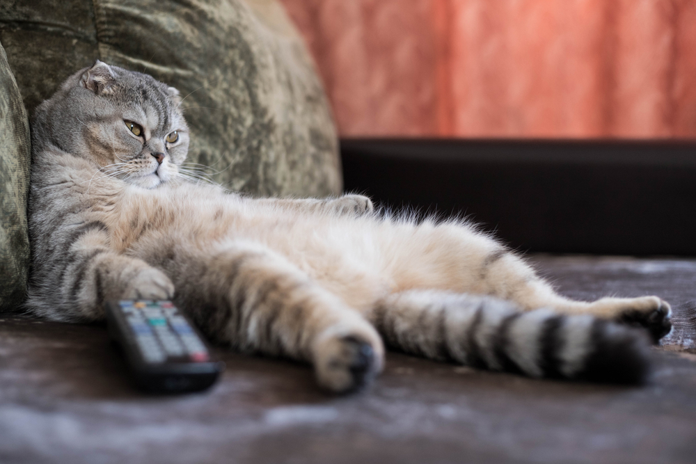 Come si previene il sovrappeso nel gatto