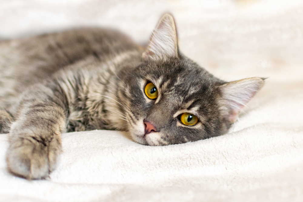 Come capire se il gatto ha la febbre