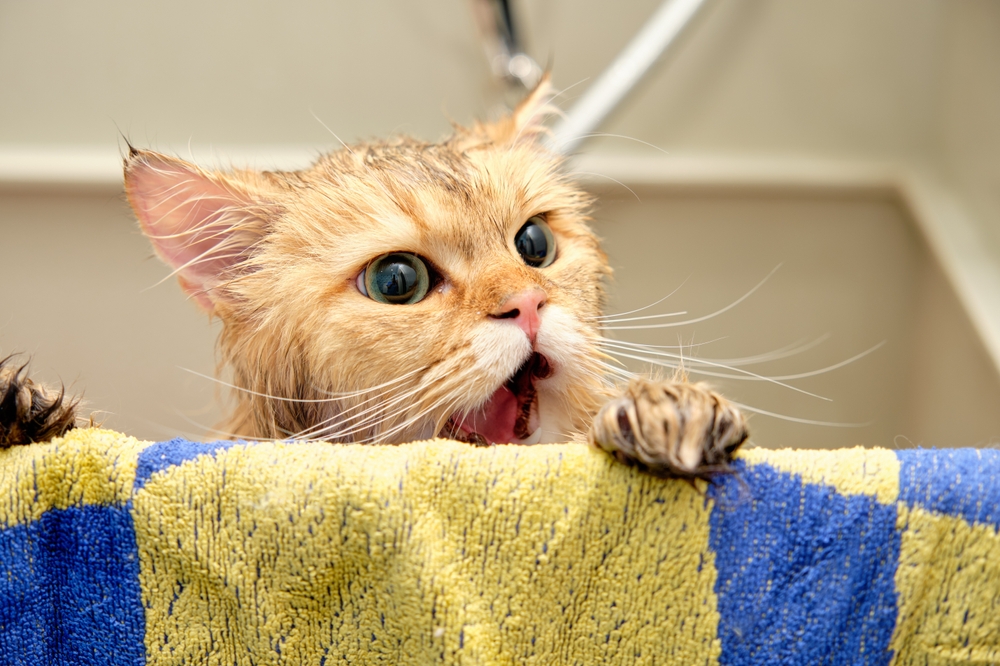 4 motivi per cui il tuo gatto sbava