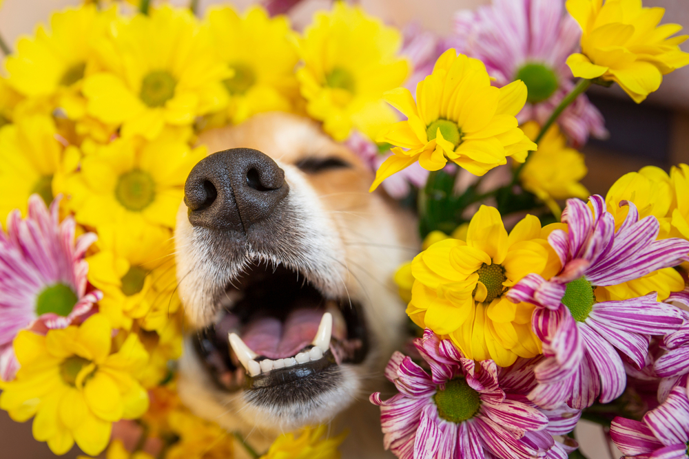 Come gestire le allergie stagionali nel cane