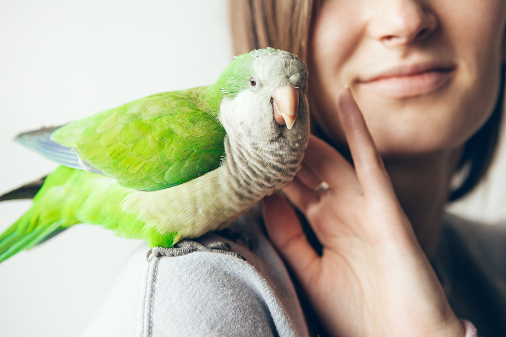 Uccelli domestici: si possono tagliare le ali?