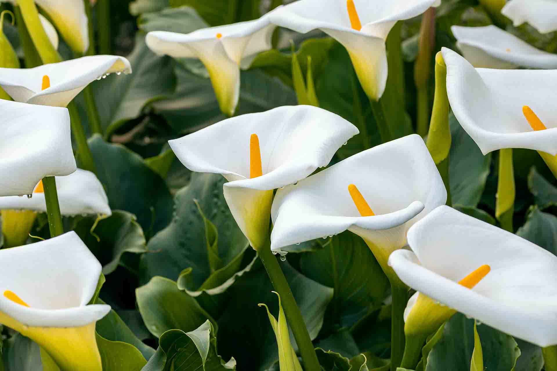 Significato dei fiori: la calla