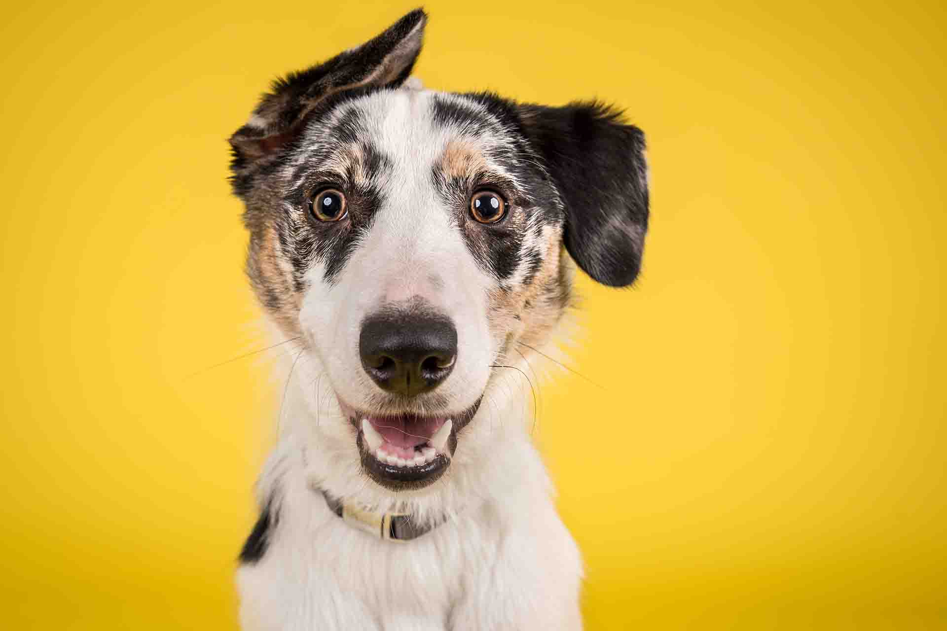 Cosa vuol dire un cane meticcio?