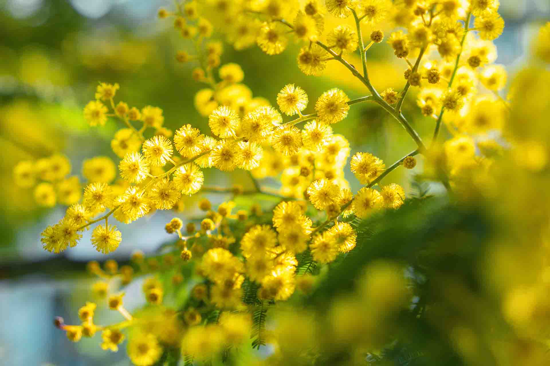 Le più belle piante dai fiori a grappolo