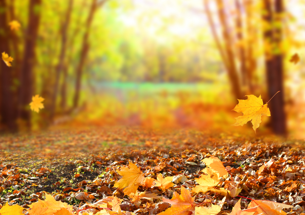 Frasi sulle foglie d'autunno: le più belle
