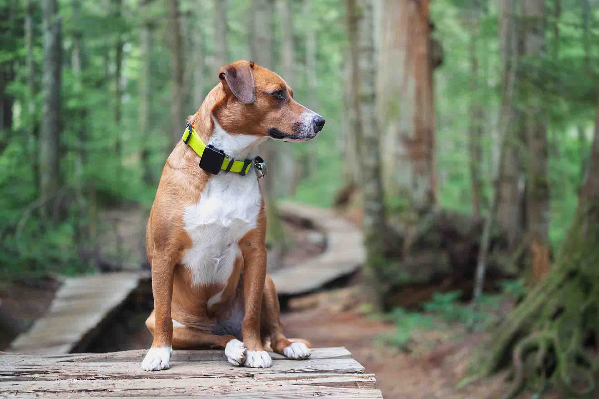 Come funziona il Gps per cani