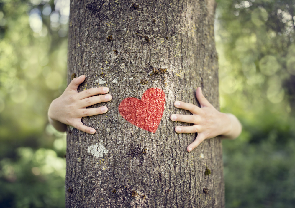 La giornata dell'albero: 8 frasi per celebrare il 21 novembre