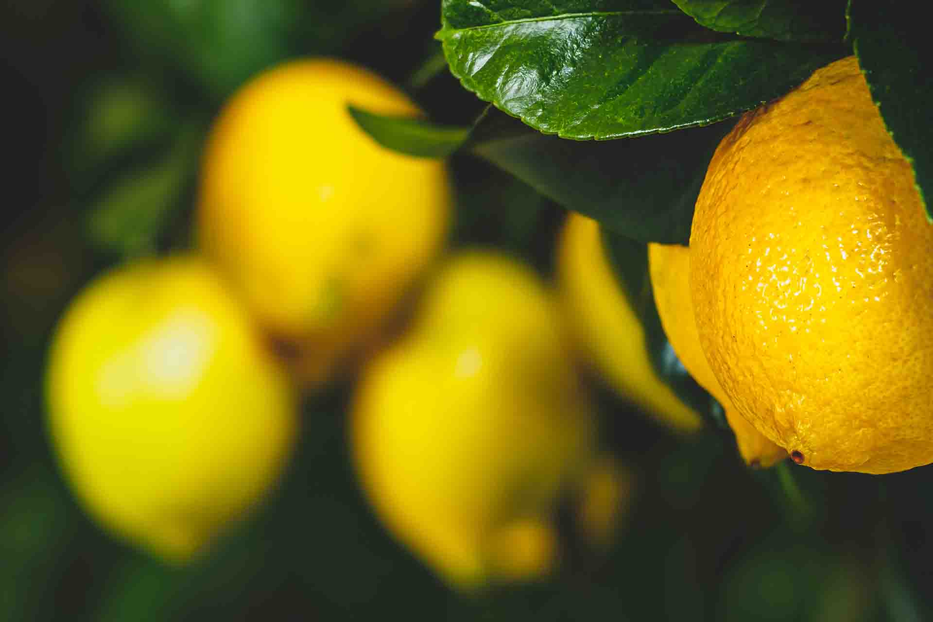 Come prendersi cura della pianta di limone