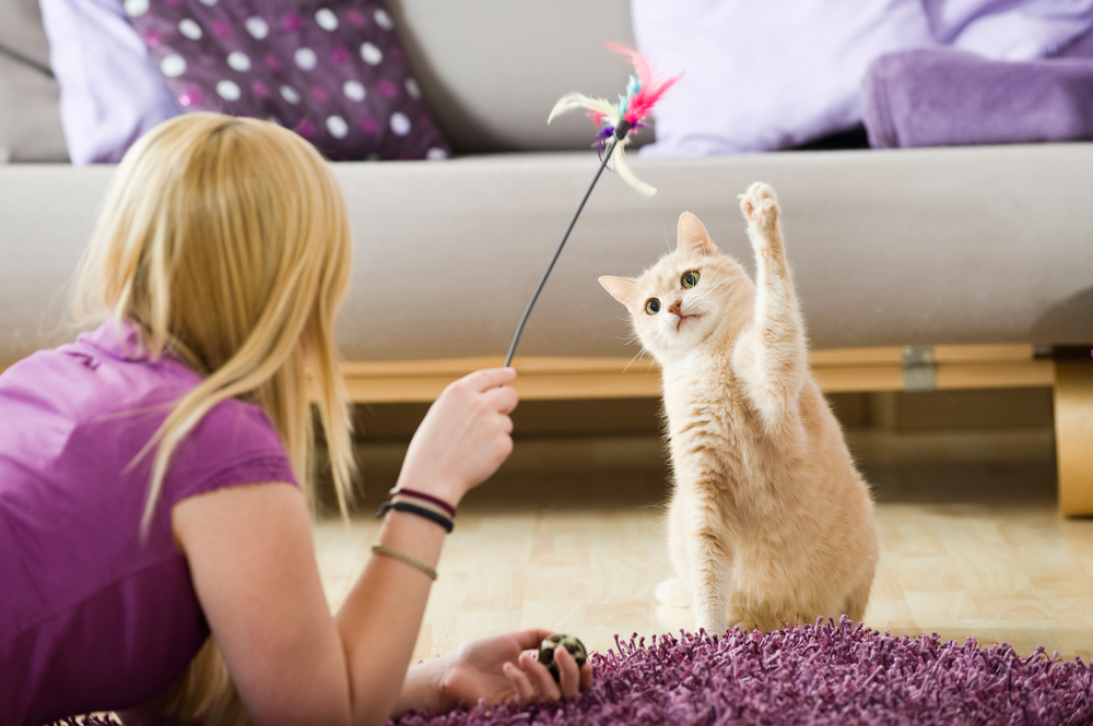 Come far fare ginnastica al tuo gatto