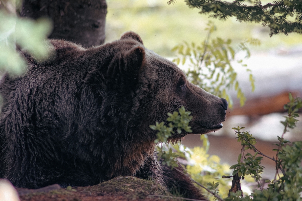 Animali a rischio di estinzione: le specie fuori pericolo ad oggi