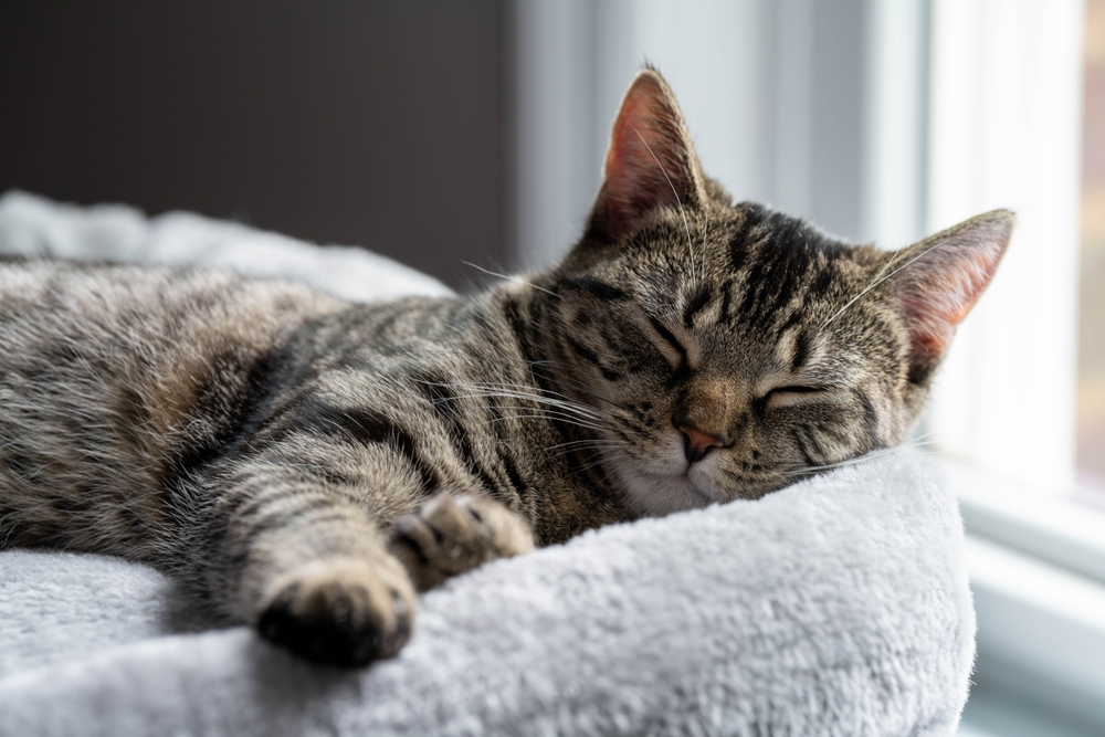 Perché il gatto dorme di più in inverno?