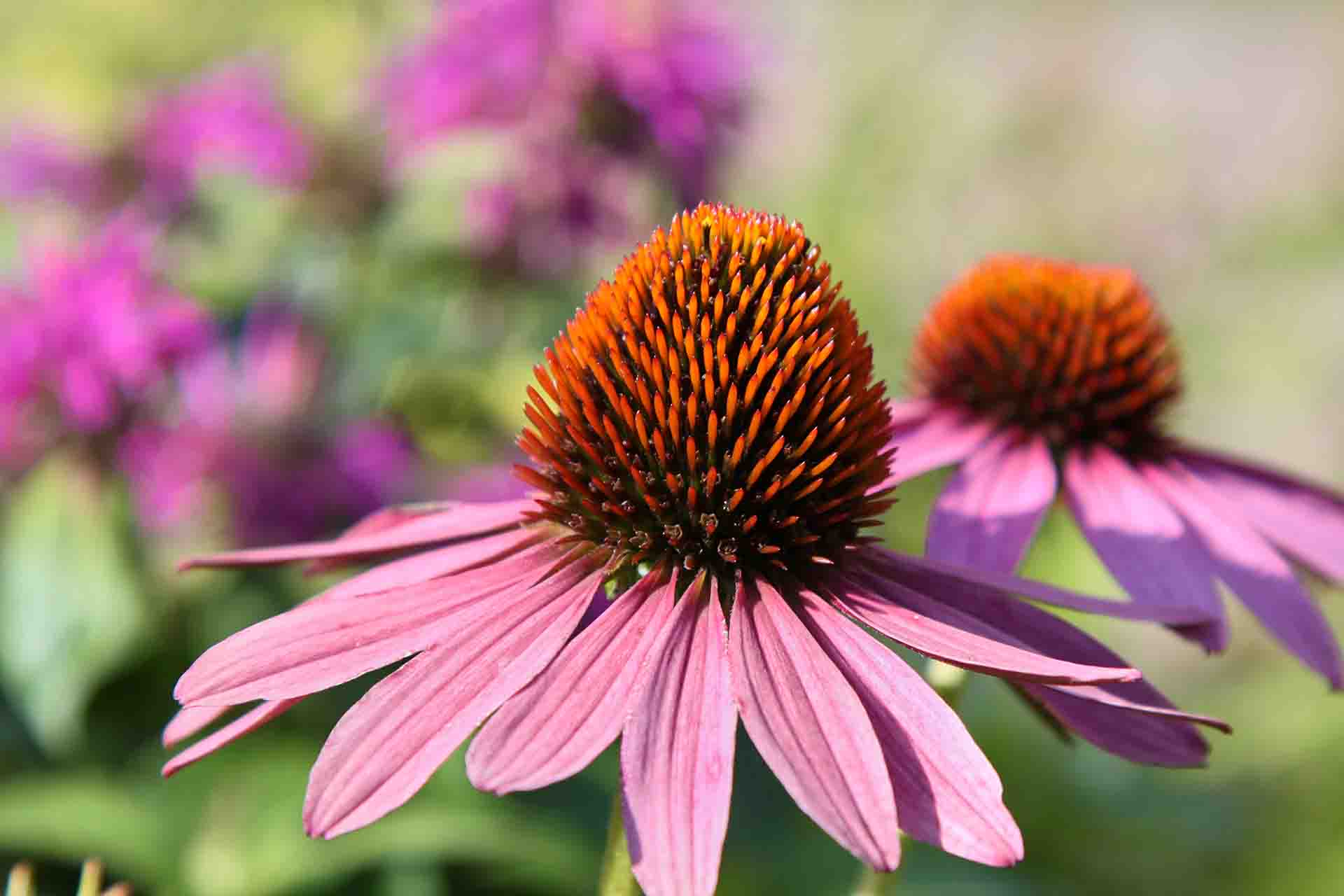 Come coltivare l'Echinacea in vaso?