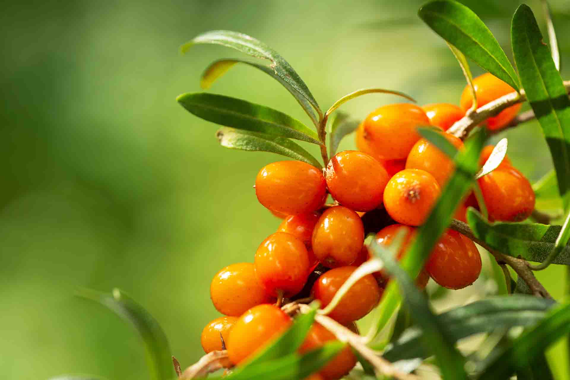 Come si coltiva la pianta di olivello spinoso