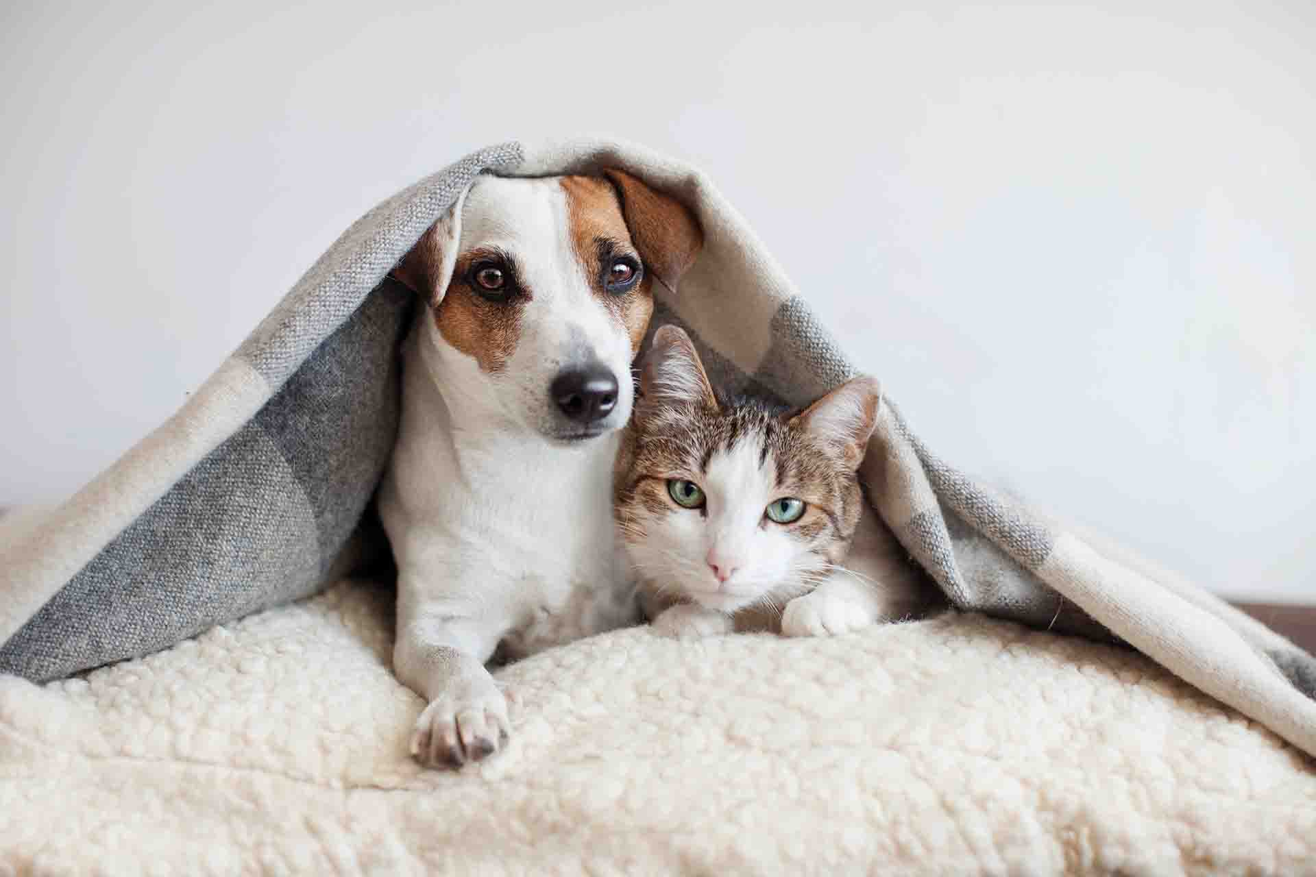 Gatti e botti di Capodanno: come comportarsi