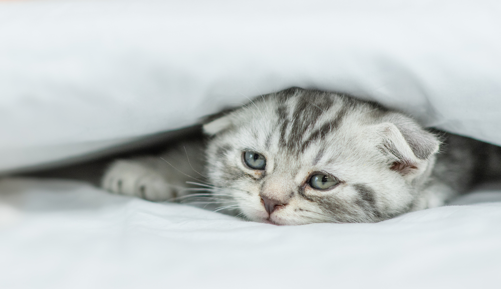 I gatti soffrono di depressione?
