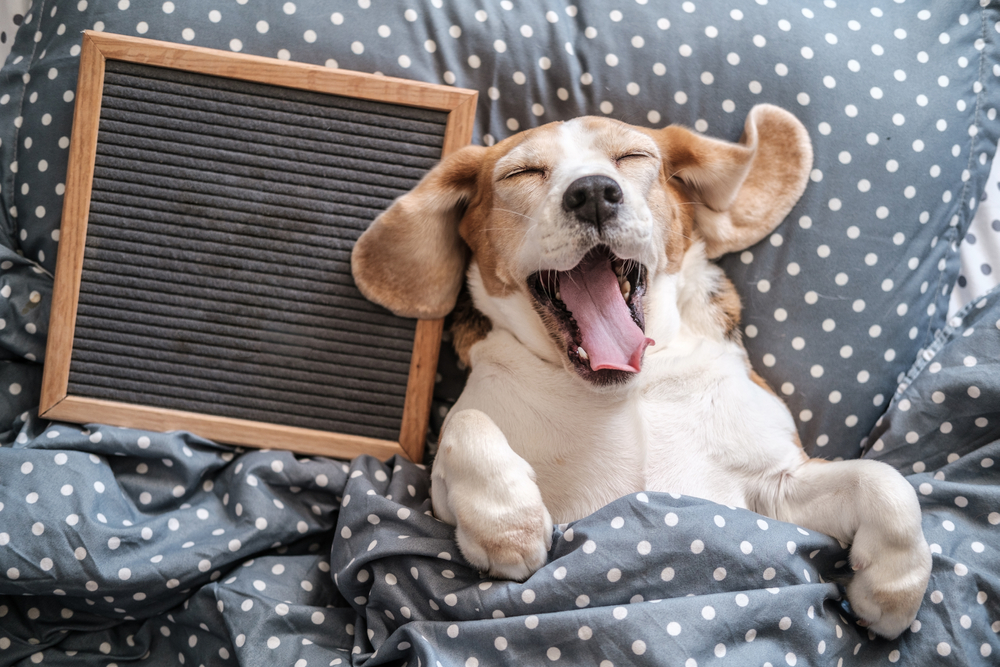 Nomi divertenti da dare ai tuoi animali domestici