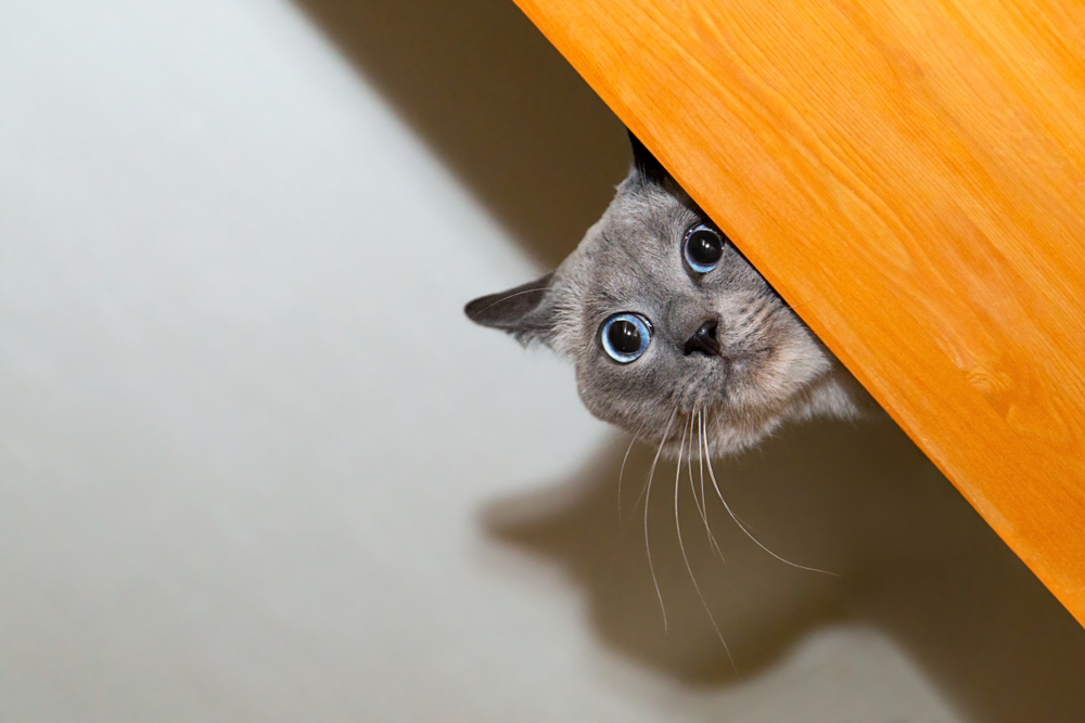 4 cose che i gatti detestano