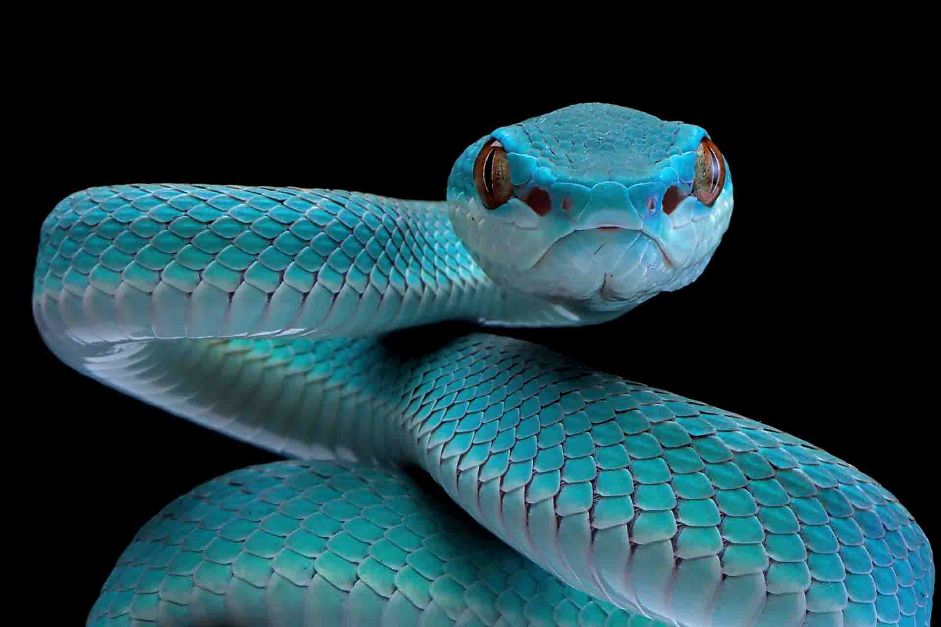 Sognare un serpente che ti attacca: significato e numeri