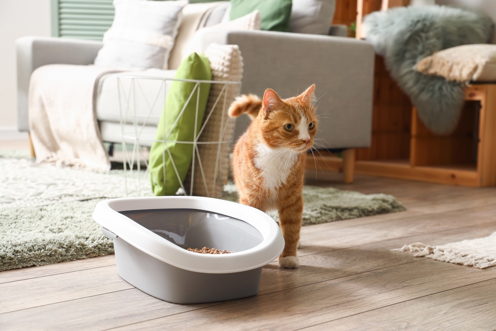 Come addestrare il gatto a usare la lettiera