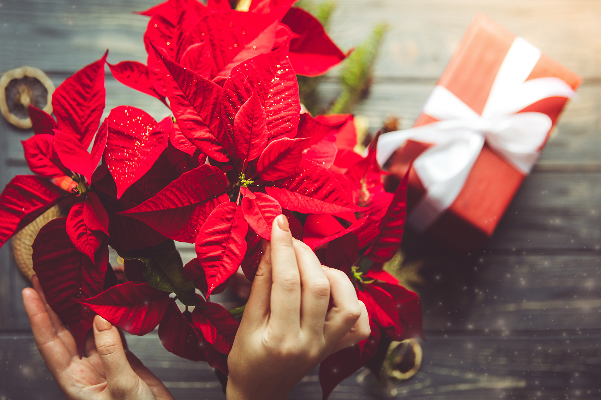 Quando si deve mettere al buio la Stella di Natale?