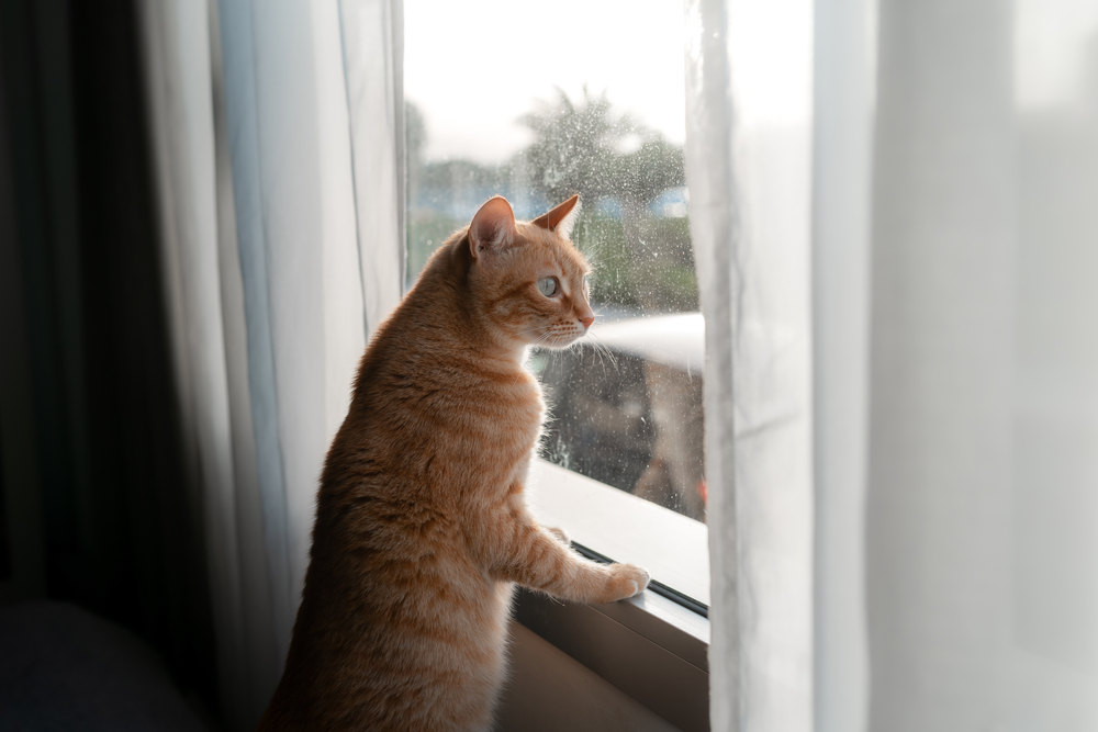 I gatti domestici hanno bisogno di stare all’aperto e di uscire di casa?