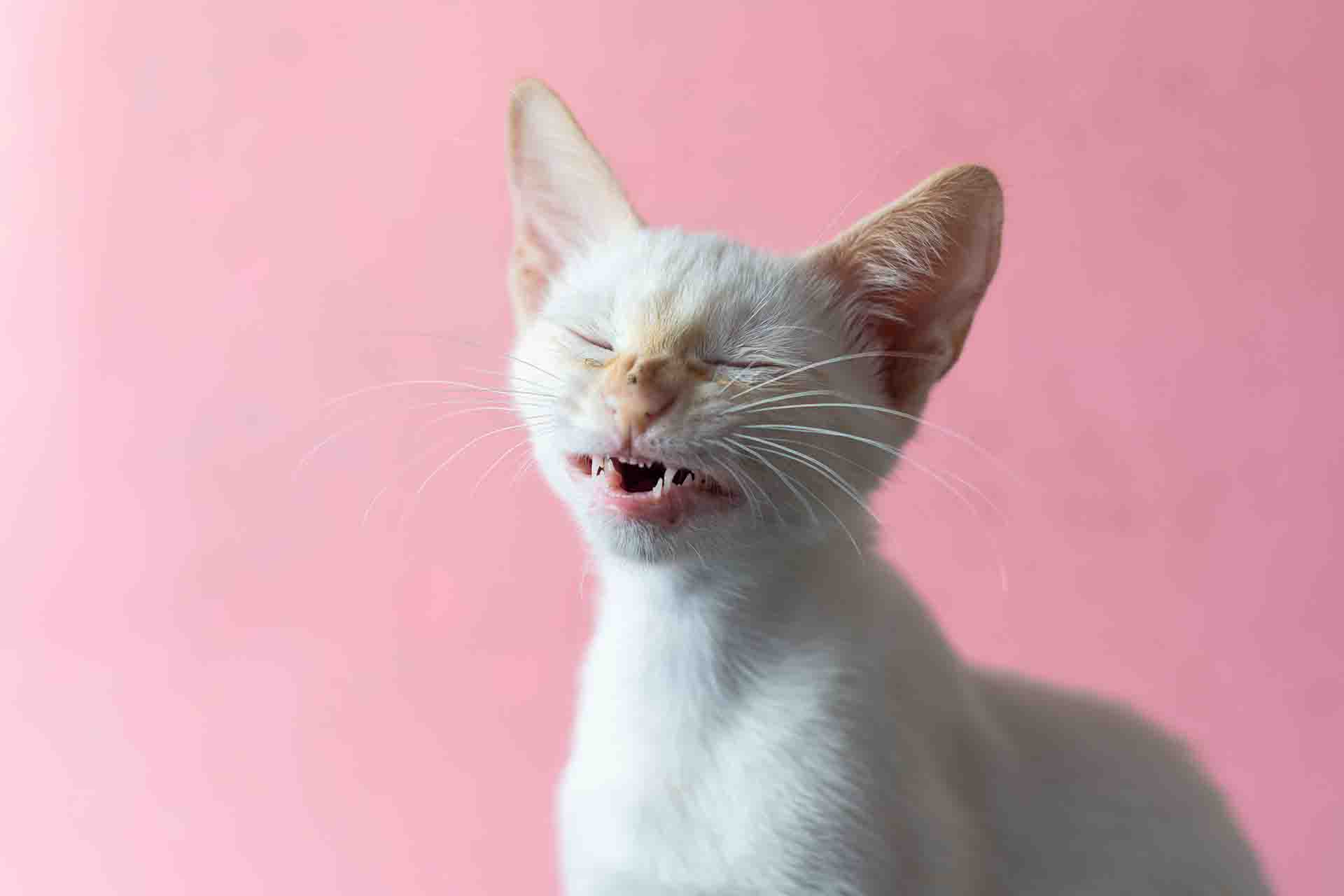 Gatto che starnutisce: le possibili cause