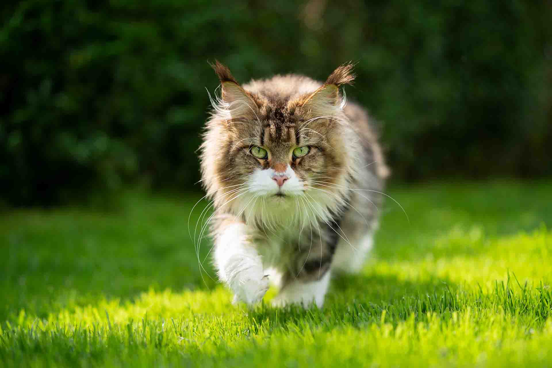 Per cosa si differenziano i Maine Coon dal resto dei gatti?