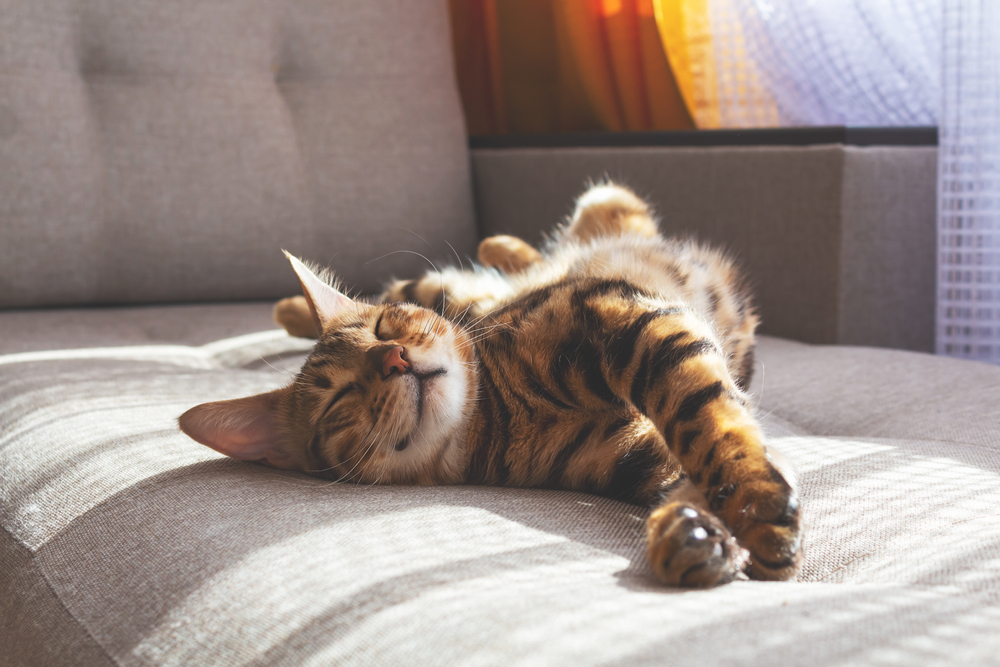 Tutte le cose che il tuo gatto ama molto
