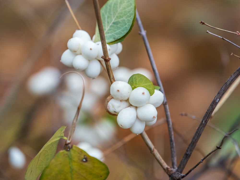 Ghostberry, il principio attivo per la cura della pelle