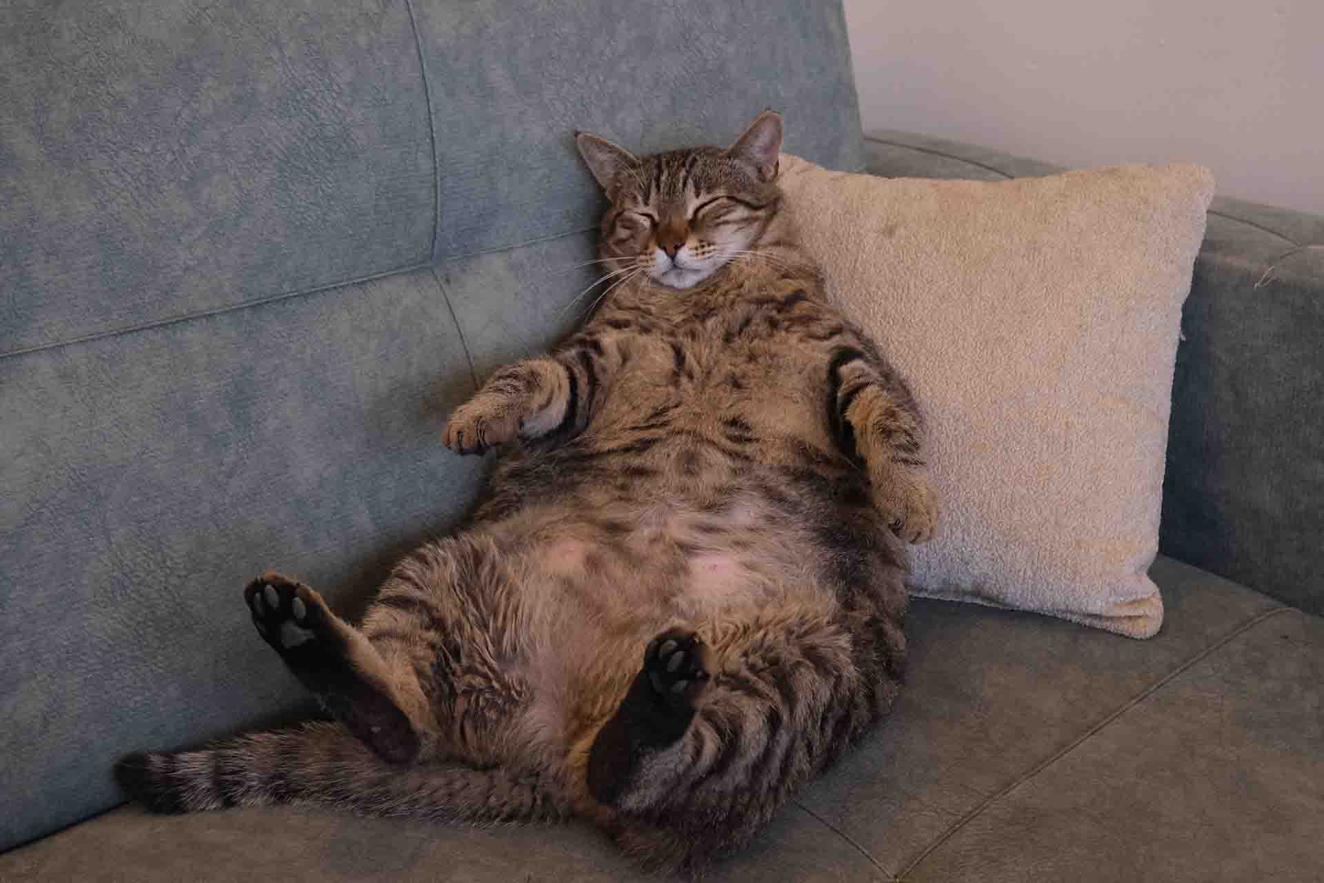 Come capire se il gatto è grasso