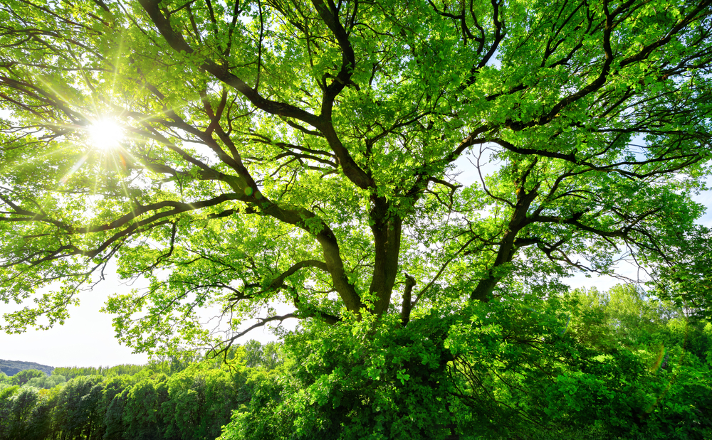 6 curiosità sugli alberi che probabilmente non conosci