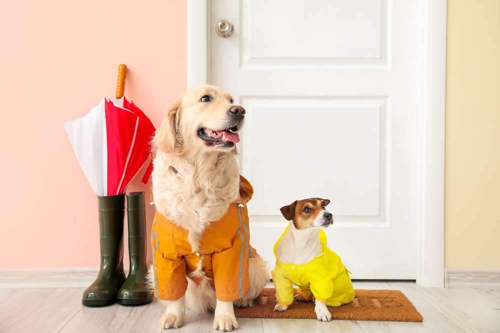 Come vestire il proprio animale domestico
